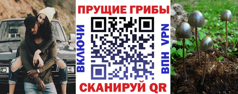 нарко площадка официальный сайт  Элиста  Псилоцибиновые грибы мицелий 