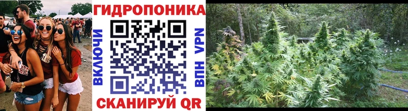Бошки марихуана THC 21%  сколько стоит  Элиста 